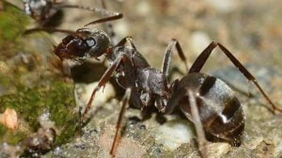 Ants trailing across a surface toward food