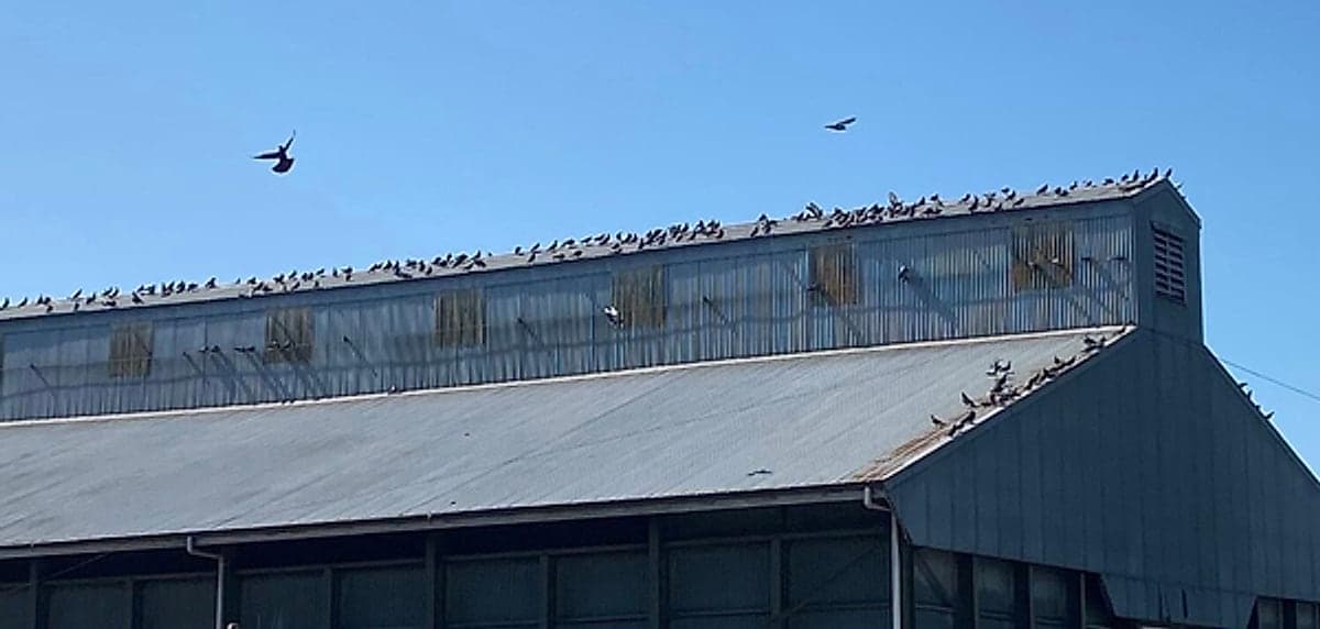 A flock of pigeons roosting along a Brisbane warehouse roofline