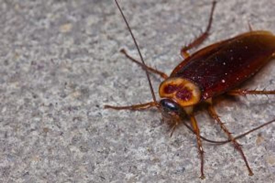 Cockroach on a kitchen bench, the pest behind most general treatment calls