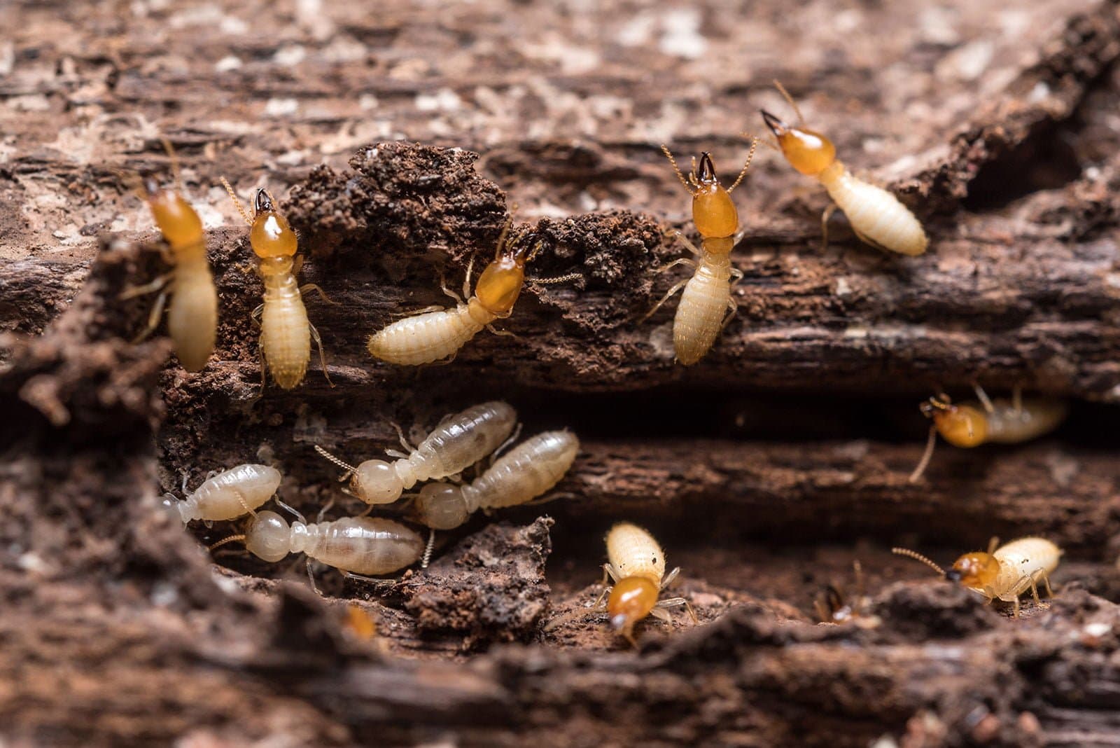 Live termites tunnelling through timber damaged by a Brisbane infestation
