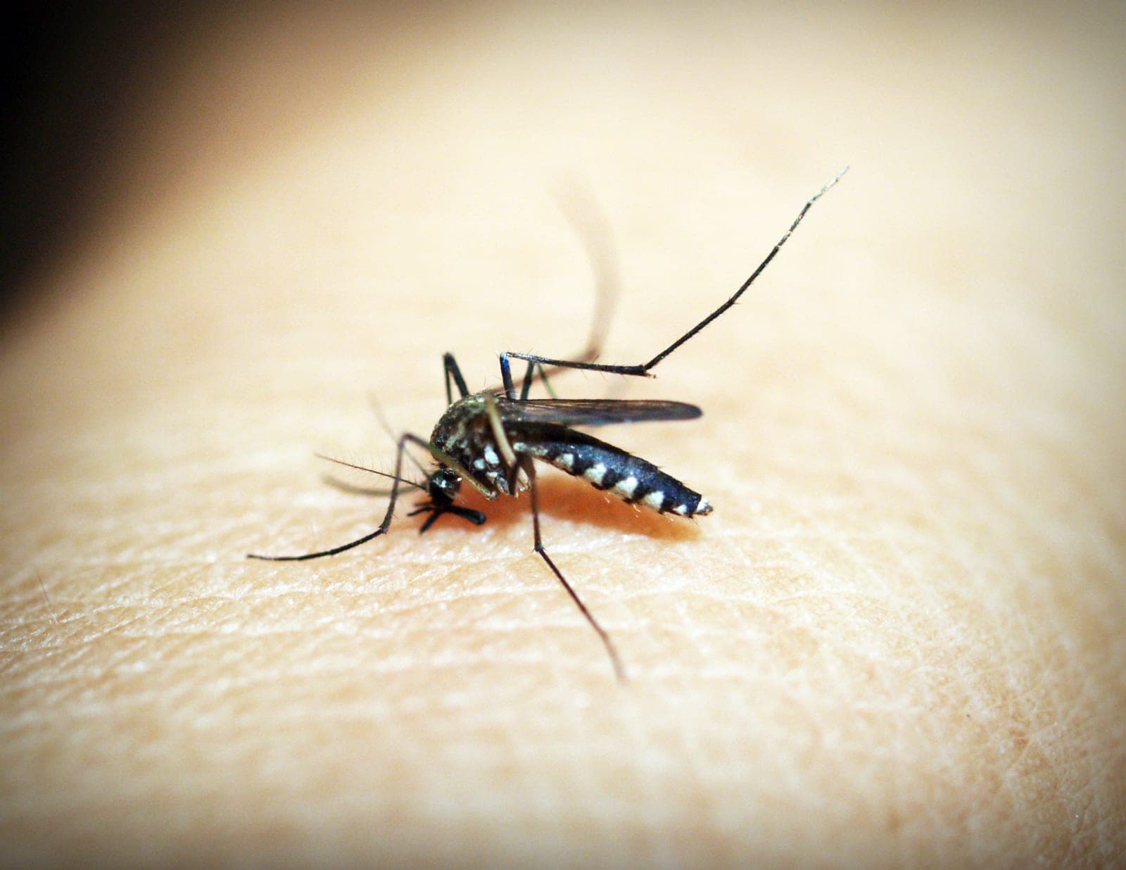 Mosquito feeding on exposed skin