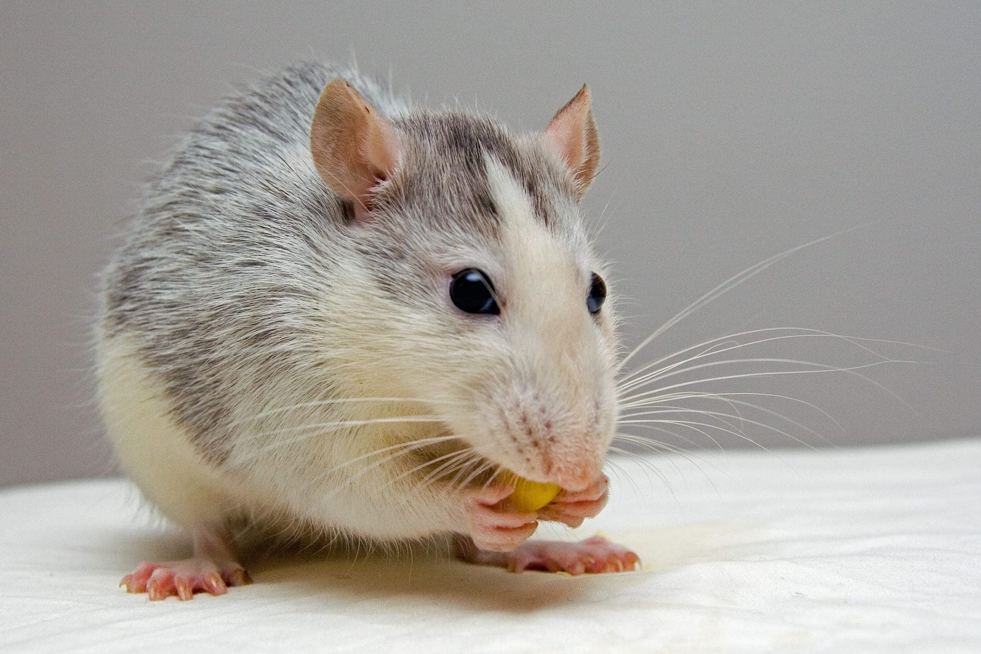 Rat feeding -- Bruin treats rats and mice across North Brisbane homes and businesses