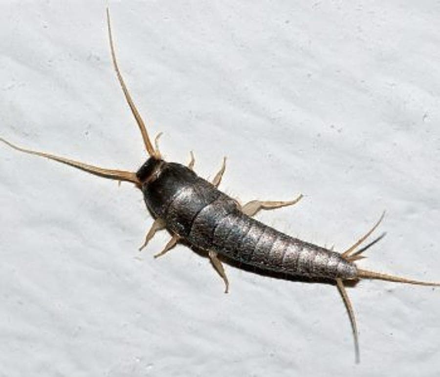 Silverfish, the pest that damages stored paper and linen
