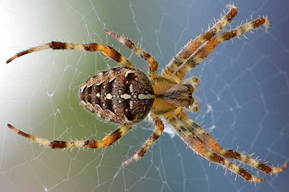 Webbing spider on the exterior of a home