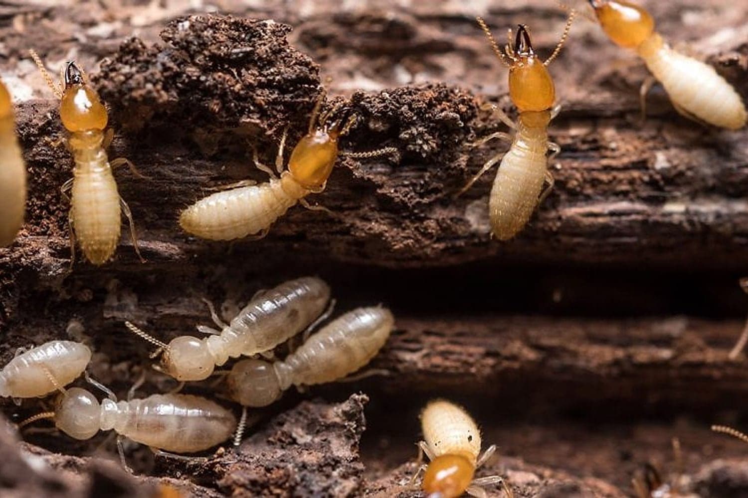Live subterranean termites tunnelling through damaged timber in a Brisbane home