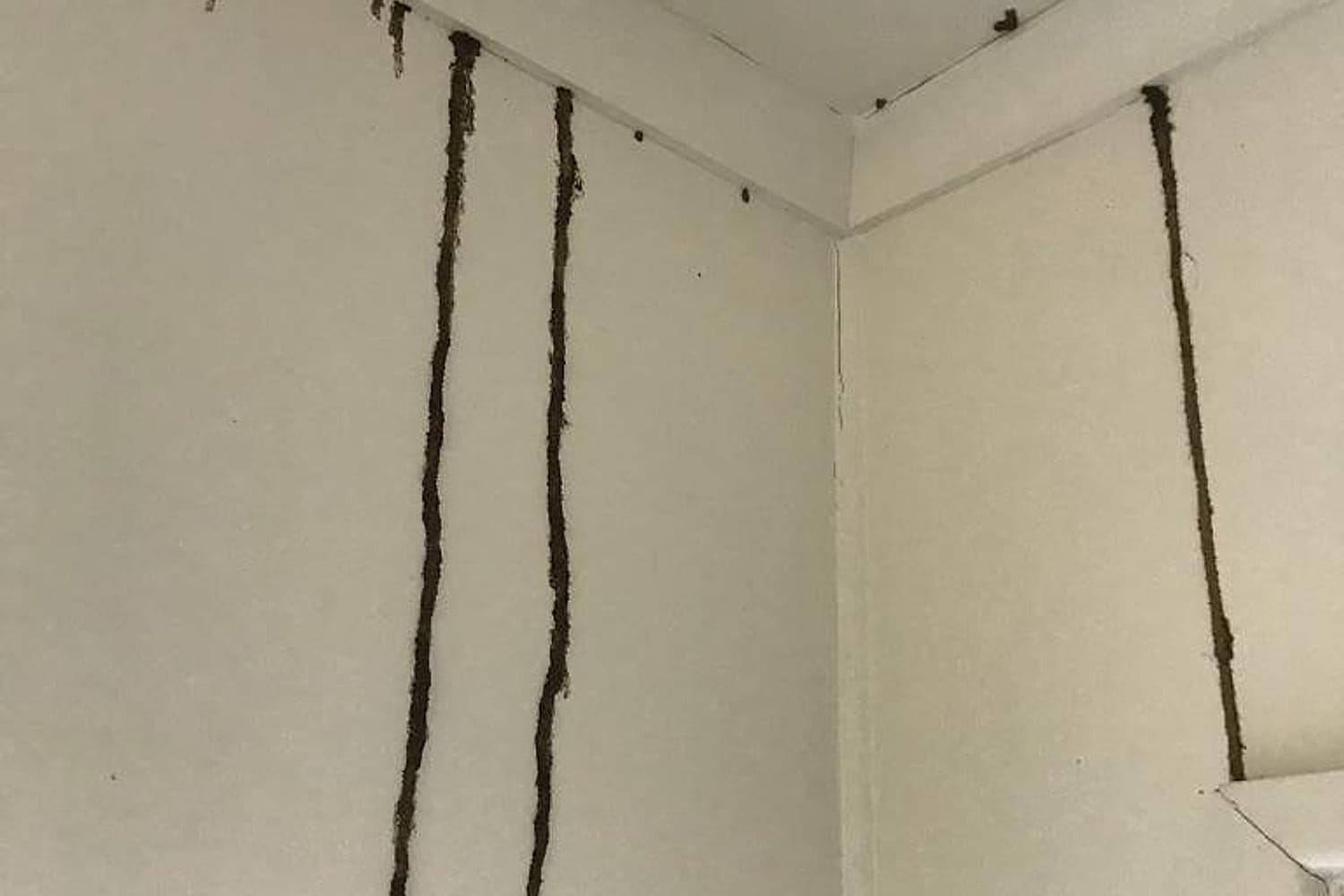 Termite mud leads running up an interior wall toward the ceiling of a Brisbane home