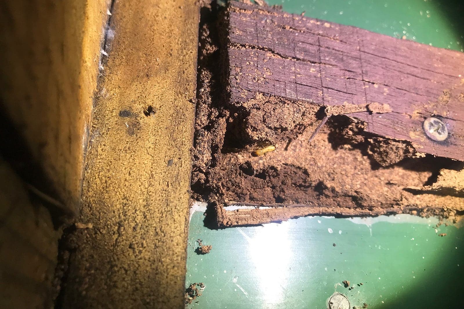 Borescope view of termites and mud packed inside structural timber during a pre-purchase inspection