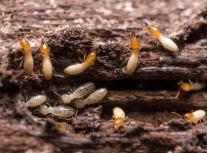 termites in winter