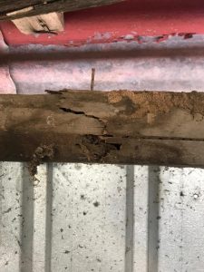 termite physical damage