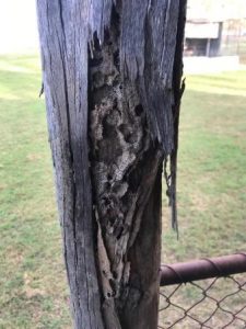 termite-garden-home-protection