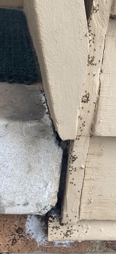 ant control brisbane