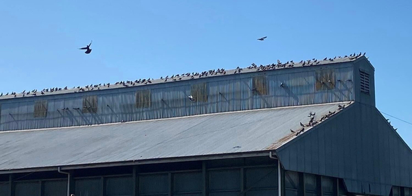 bird shooting brisbane