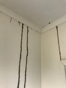 termite inspection brisbane