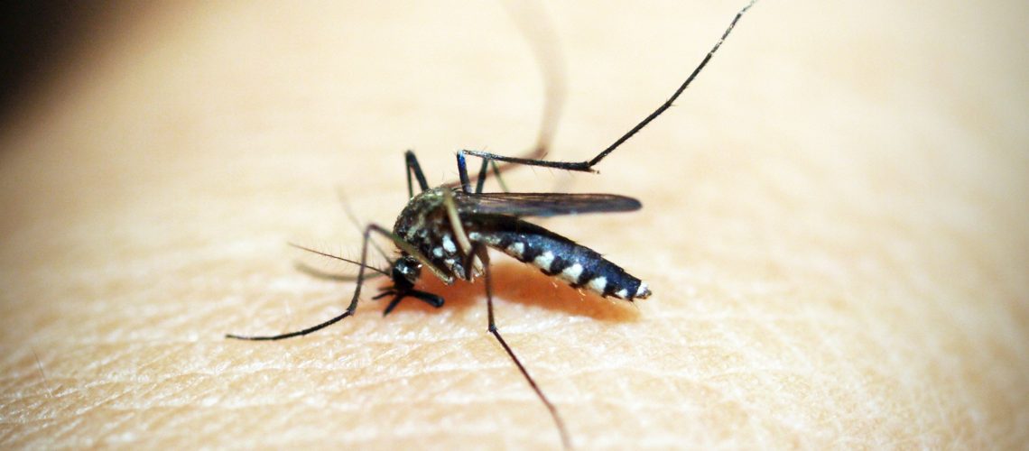 mosquito-pest-control-brisbane