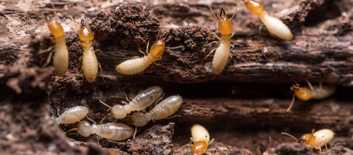 termite