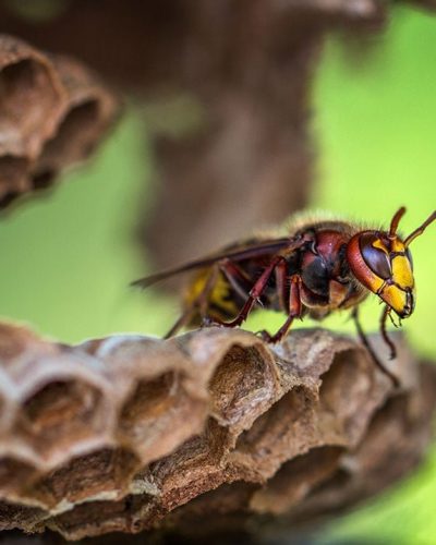 wasp-control-brisbane